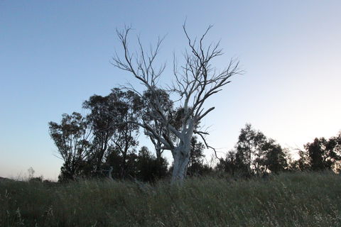 Cooleman Ridge - C Tourism 1