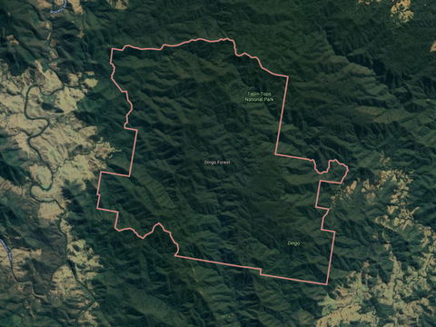 Dingo Forest - C Tourism 0