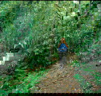 Mount Cougal Springbrook National Park - C Tourism