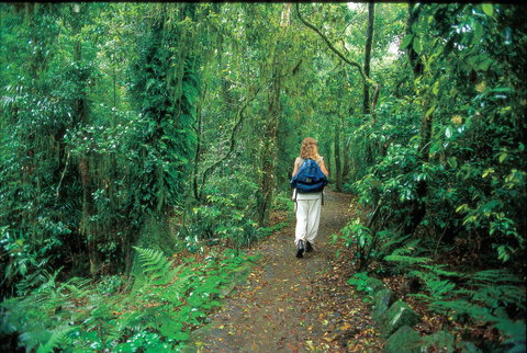 Mount Cougal, Springbrook National Park - C Tourism 0