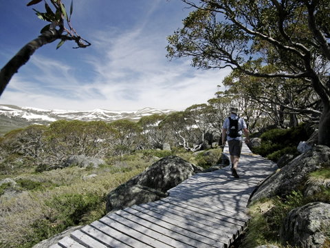 Snow Gums Boardwalk - C Tourism 0