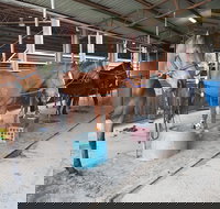 The Equine Club - C Tourism