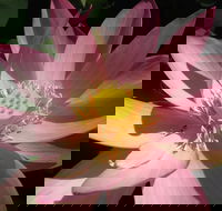 Wallis Creek Water Garden - C Tourism