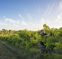 Mclaren Vale - C Tourism