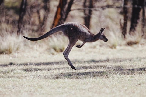 Whirlwind Blue Mountains - C Tourism 4