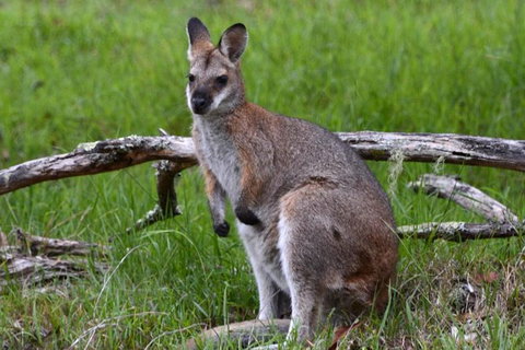 Ultimate Blue Mountains And Wildlife Tour - C Tourism 2