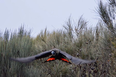 Ultimate Blue Mountains And Wildlife Tour - C Tourism 1