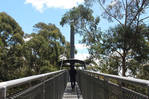 Illawarra Fly Treetop Adventures Admission Including Zipline Tour - C Tourism 2