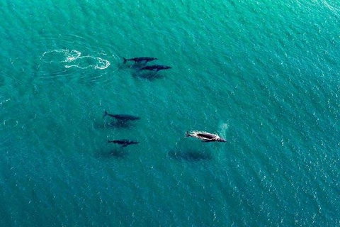 25-30 Minute Newcastle & Macquarie Helicopter Shared Flight - C Tourism 2