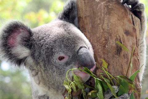 Private 10-hour Tour To Blue Mountains From Sydney - Hotel Pick Up & Drop Off - C Tourism 2