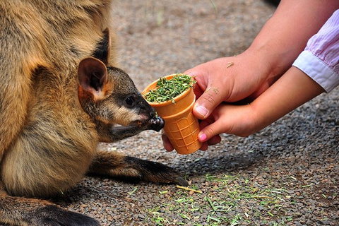 Blue Mountains Highlights & Wildlife Park - C Tourism 3