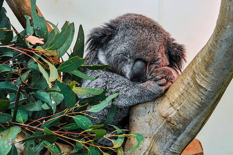 Blue Mountains Highlights & Wildlife Park - C Tourism 1
