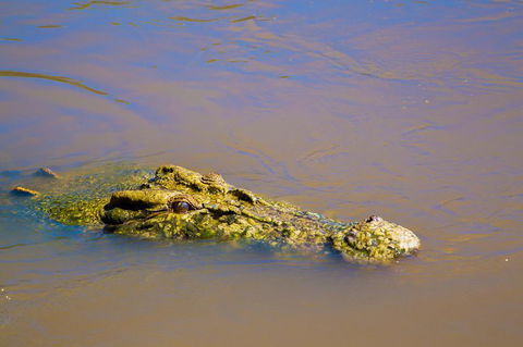 Jumping Crocs & Nature Adventure Cruise From Darwin - C Tourism 9