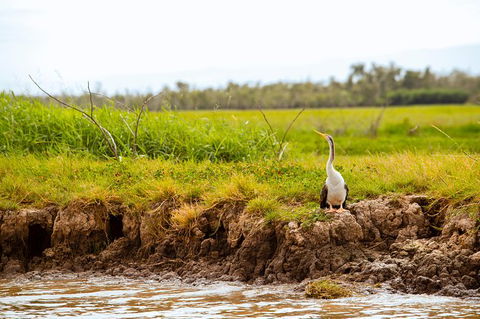 Jumping Crocs & Nature Adventure Cruise From Darwin - C Tourism 4