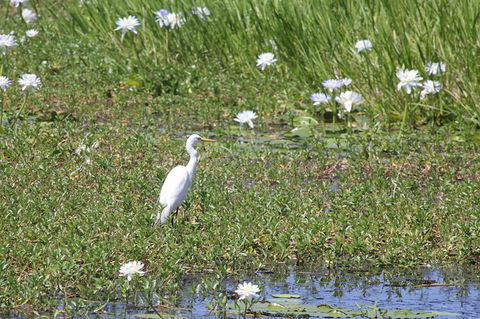 Darwin City Sights And Jumping Crocodile Cruise - C Tourism 1