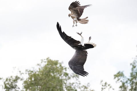 Top End Safari Camp Day Tour - C Tourism 3