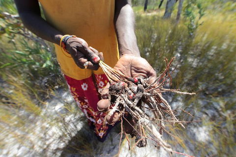 Gay-Wu Woman\'s 5 Day Yolngu Homeland Tour - C Tourism 10