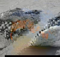 Jumping Crocodile Day Trip from Darwin - C Tourism