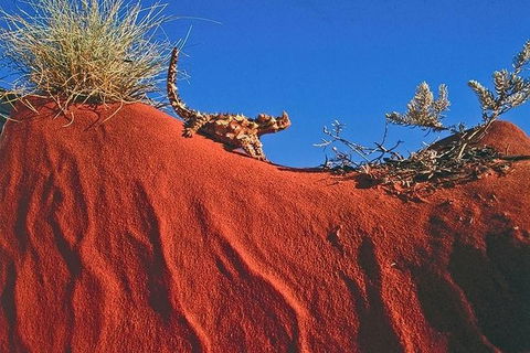 Alice Springs, Uluru Ayers Rock & Kings Canyon 8 Days Touring Package - C Tourism 4