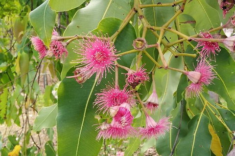 Full-Day Private Guided Tour To Litchfield National Park - C Tourism 5