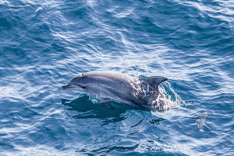 All Inclusive Dolphin And Tangalooma Wrecks Cruise - C Tourism 5