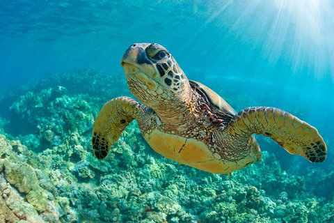 All Inclusive Dolphin And Tangalooma Wrecks Cruise - C Tourism 6