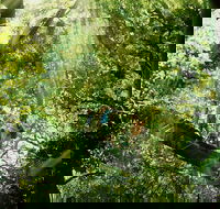 Gold Coast Lamington National Park and Tamborine Mountain 4WD Ecotour - C Tourism