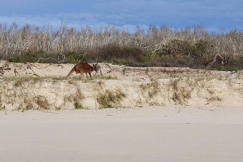 Bribie Island Beach & Bunker Tour - C Tourism 1
