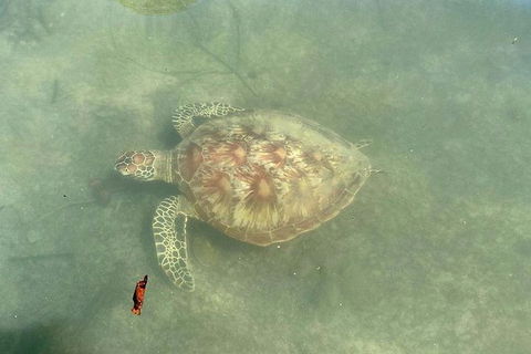 Kayak Turtle Tour From Palm Cove - C Tourism 32