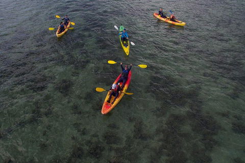 Kayak Turtle Tour From Palm Cove - C Tourism 35