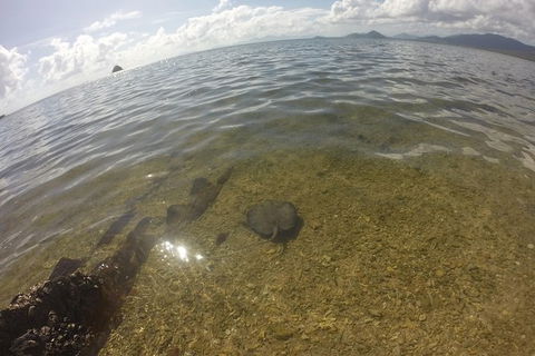 Kayak Turtle Tour From Palm Cove - C Tourism 19
