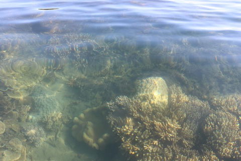 Kayak Turtle Tour From Palm Cove - C Tourism 38