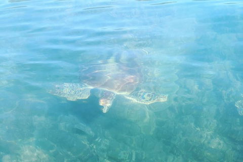 Kayak Turtle Tour From Palm Cove - C Tourism 40