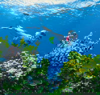 Full Day Snorkel In The Great Barrier Reef - C Tourism