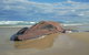 Stradbroke Island Adventure - thumb 7