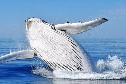Stradbroke Island Adventure - C Tourism 8