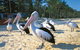 Stradbroke Island Adventure - thumb 5