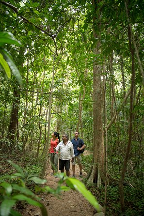 Mossman Gorge Dreamtime Tour - C Tourism 2
