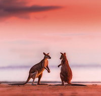 Wildlife Tour - Kangaroos on the Beach at Sunrise - C Tourism