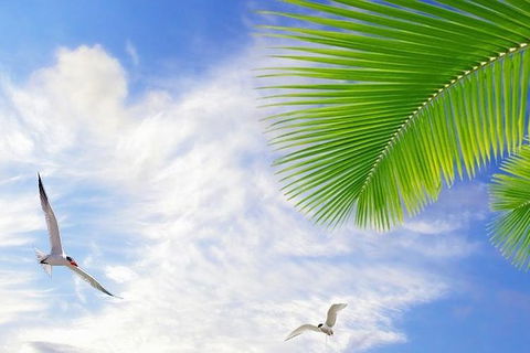Airport Transfer - Mission Beach To Cairns Airport - C Tourism 4