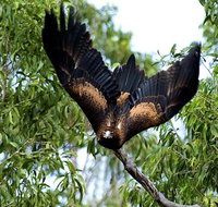 5-Day Cunnamulla Outback Wildlife Backpacking Tour from Brisbane - C Tourism