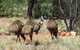 5-Day Outback Farm And Wildlife Experience From Brisbane - thumb 0