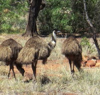 5-Day Outback Farm and Wildlife Experience from Brisbane - C Tourism
