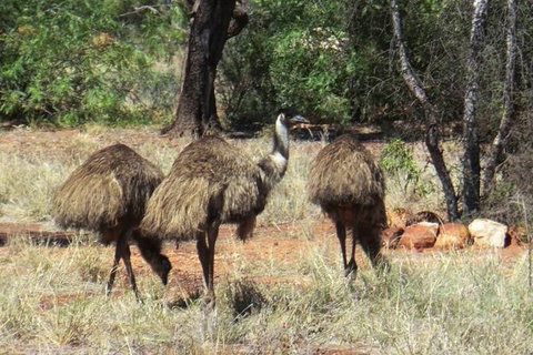 5-Day Outback Farm And Wildlife Experience From Brisbane - C Tourism 0