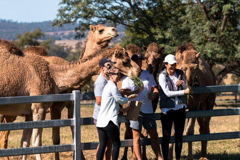 One Hump Camel Farm And Wine Tour - C Tourism 3