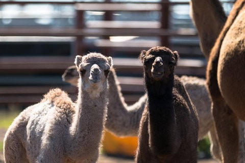 One Hump Camel Farm And Wine Tour - C Tourism 4