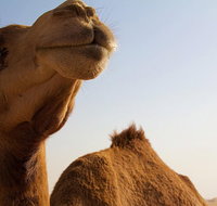 One Hump Camel Farm and Wine Tour - C Tourism