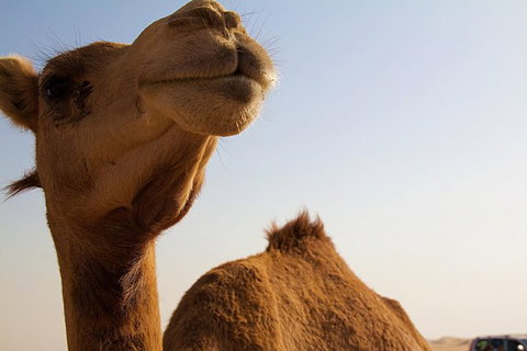 One Hump Camel Farm And Wine Tour - C Tourism 0