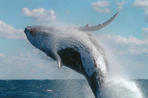 Great Barrier Reef Private Expedition Cruise (min 4 Day Max 8 Guests) - C Tourism 4