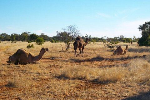 8-Day Authentic Outback Adventure Tour Of Cunnamulla Including Round-Trip Air Transfer From Brisbane - C Tourism 1